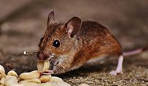 24 Hour & Emergency Exterminators in Hope, AK